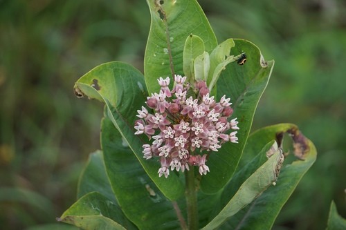 Common milkweed (Asclepias syriaca) Flower, Leaf, Care, Uses