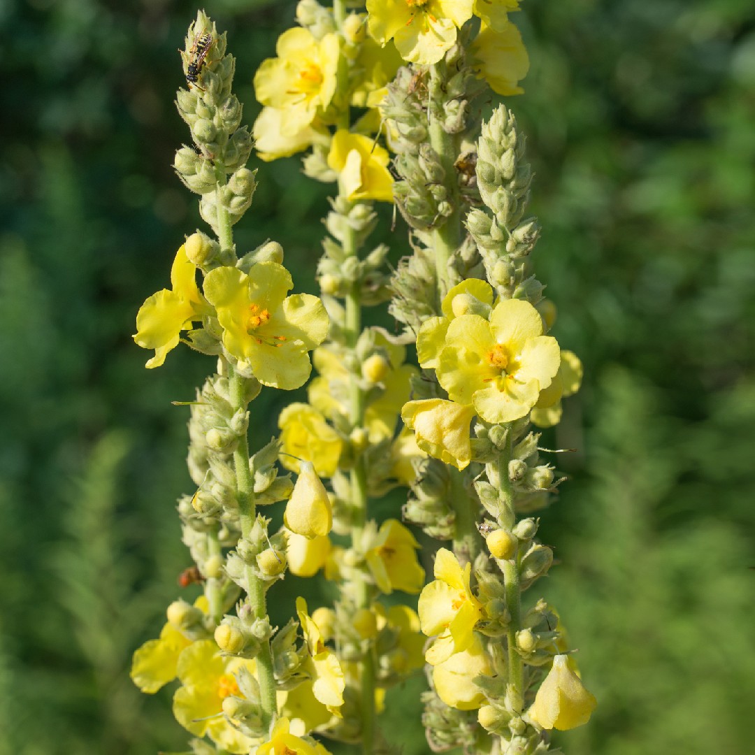 Коровяк мучнистый (Verbascum lychnitis) - PictureThis