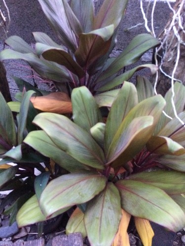 son las plantas cordyline venenosas para los perros