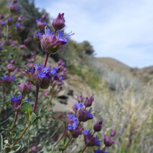 Desert Sage Herbs - Jasmine Flower