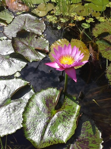 Egyptian lotus (Nymphaea nouchali var. caerulea) Flower, Leaf, Care, Uses -  PictureThis