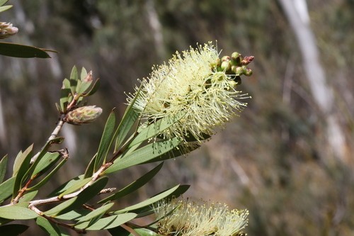 Lemon bottlebrush (Melaleuca pallida) Flower, Leaf, Care, Uses ...