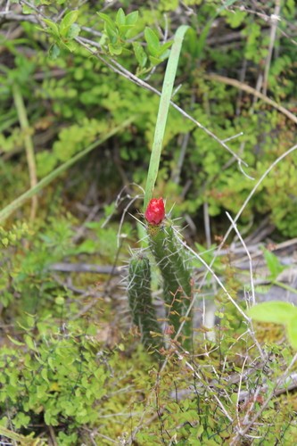 Corryocactus (Corryocactus)