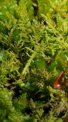 Thuidium Moss