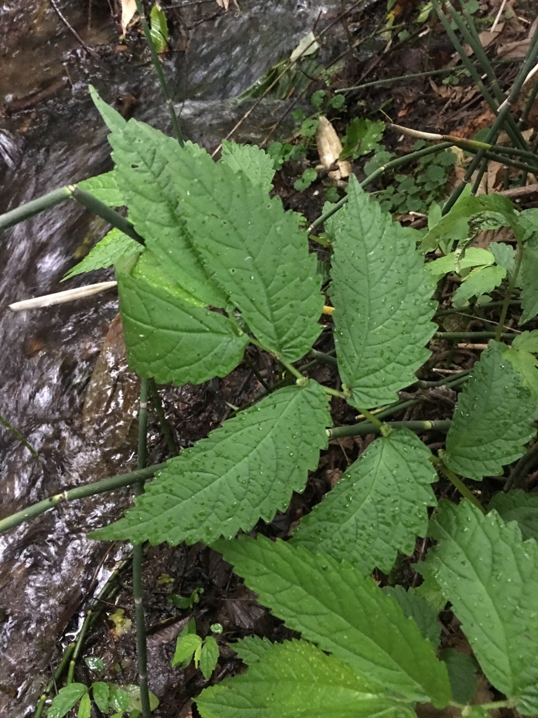 エラトステマの一種 Elatostema Luzon Philippines Quezon Sp イラクサ科 ウワバミソウ属 熱帯植物 最大59 オフ Sp