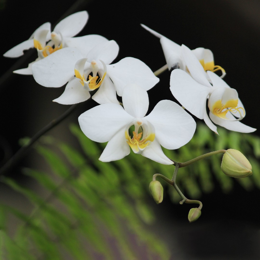 Saprema Legging in Orchid