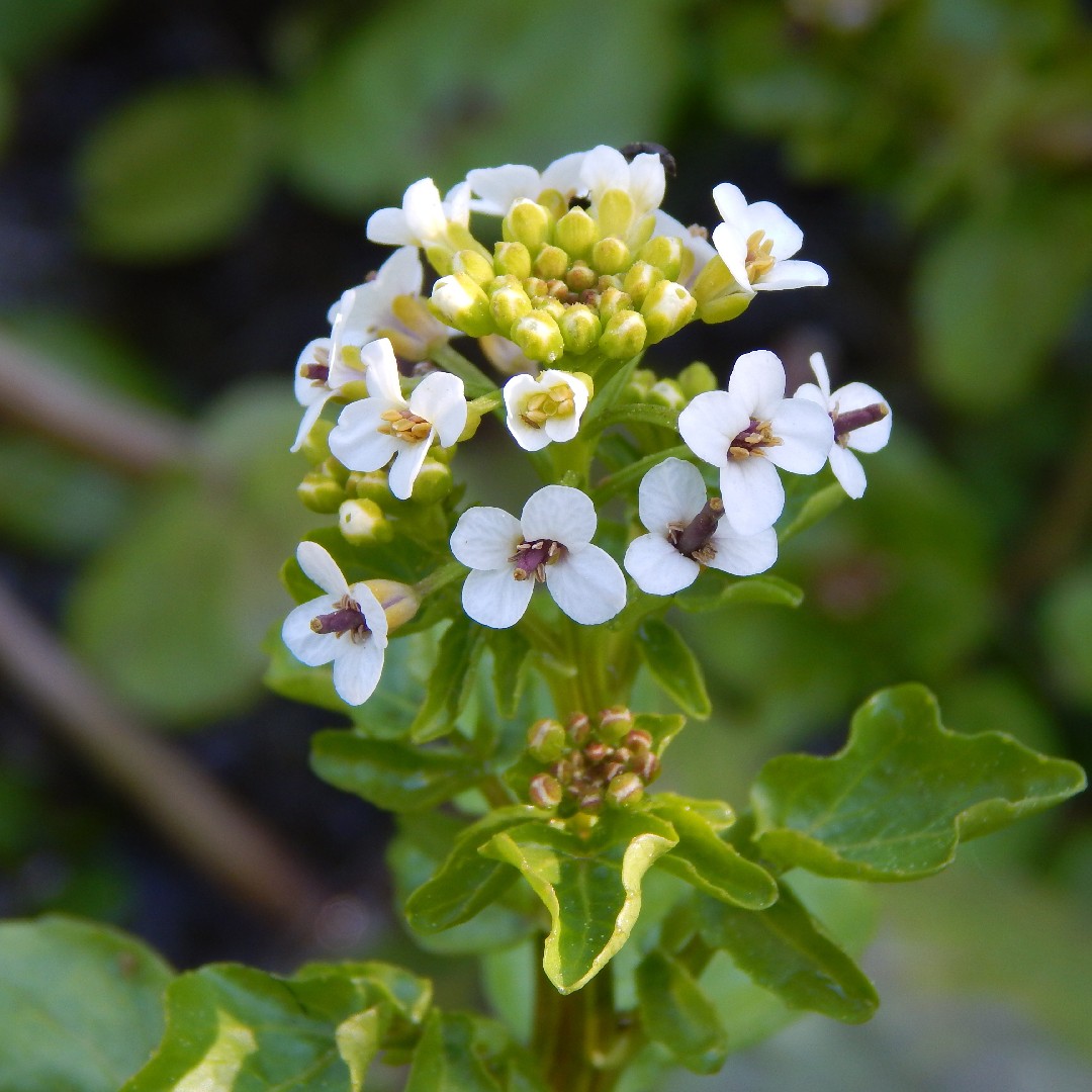 クレソン Nasturtium Officinale 花言葉 毒性 よくある質問 Picturethis