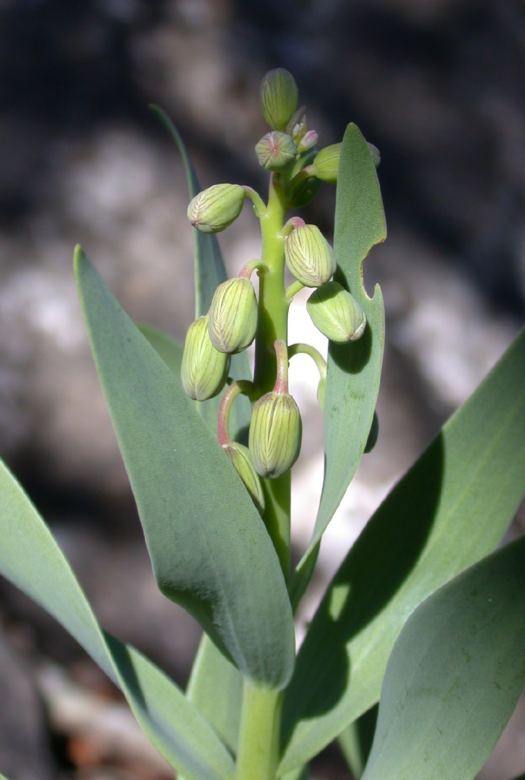 Lirio persa (Fritillaria persica) - PictureThis