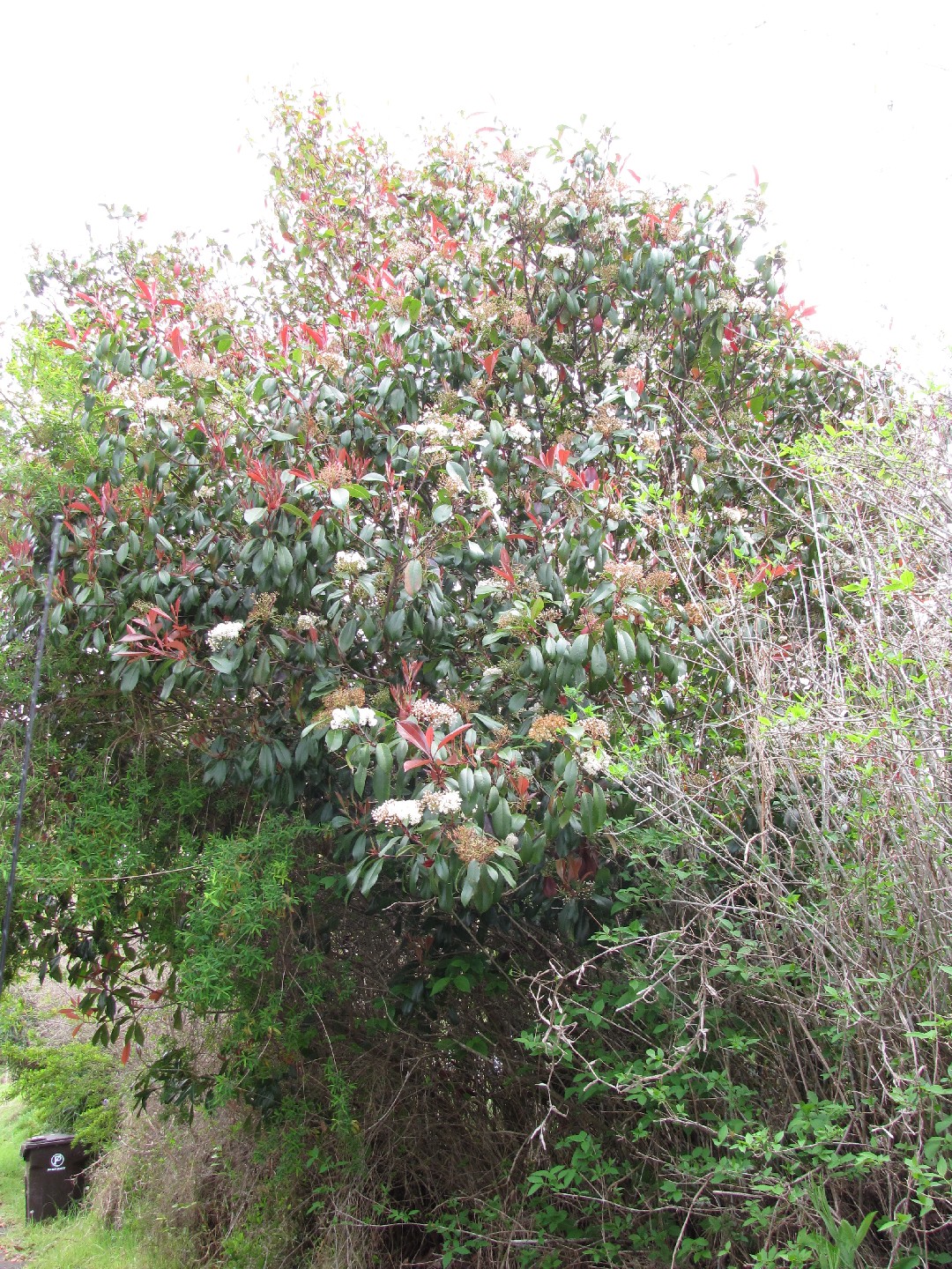 Фотиния голая (Photinia glabra) - PictureThis