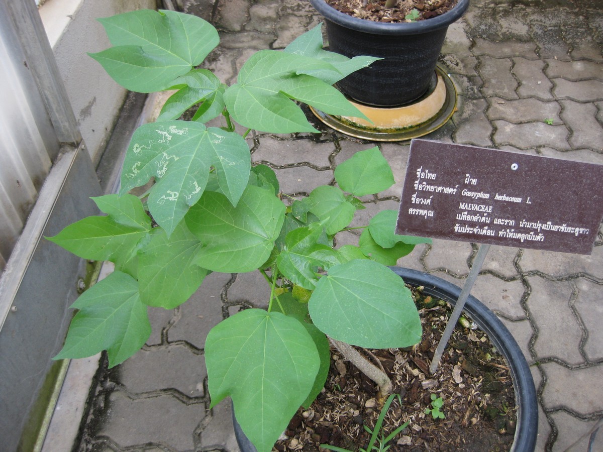 COTONE fiore e pianta (Gossypium) medicinal plant 