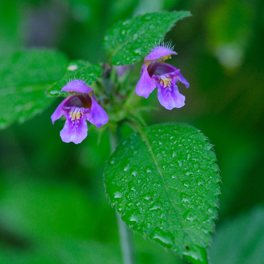 Пикульник обыкновенный (Galeopsis tetrahit) - PictureThis