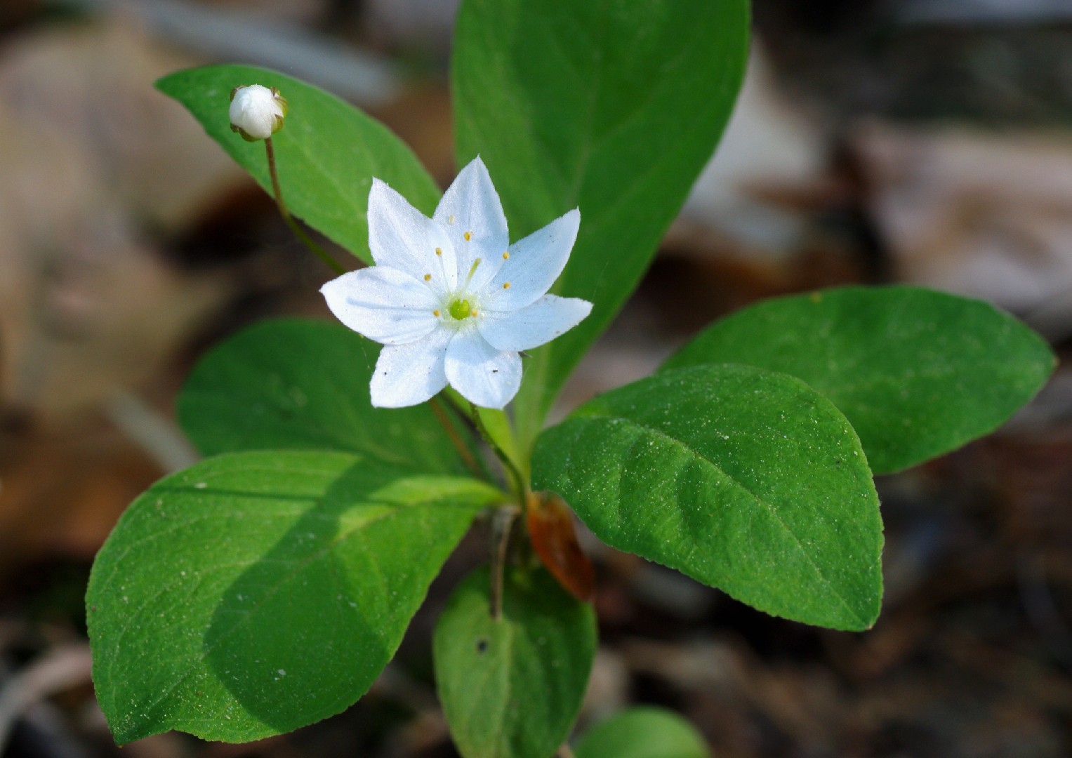 ツマトリソウ 褄取草 Lysimachia Europaea 花言葉 毒性 よくある質問 Picturethis