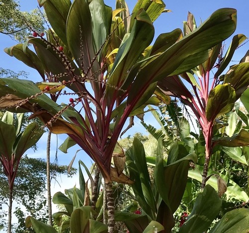 son las plantas cordyline venenosas para los perros