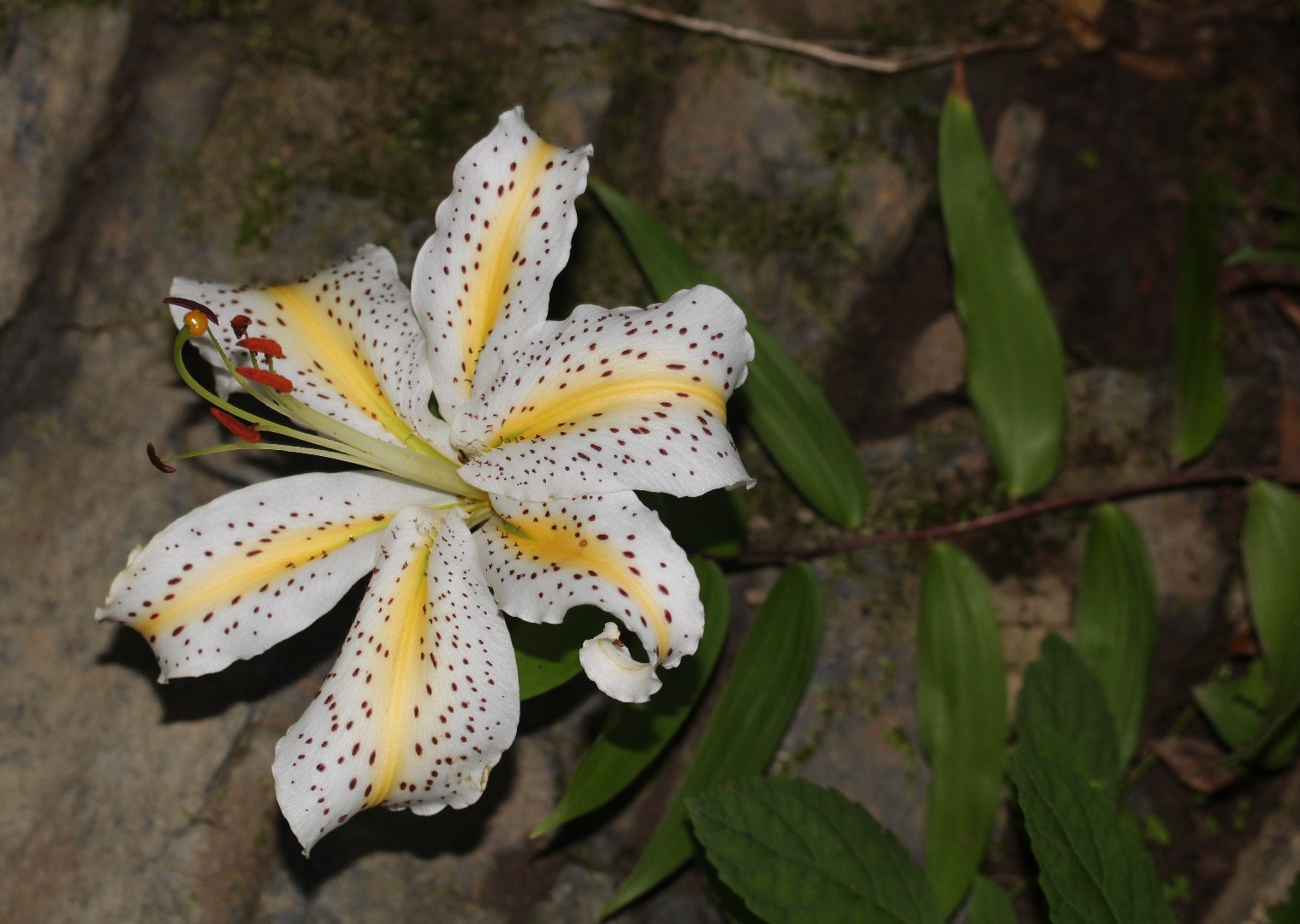 Golden-rayed lily (Lilium auratum) Flower, Leaf, Care, Uses - PictureThis