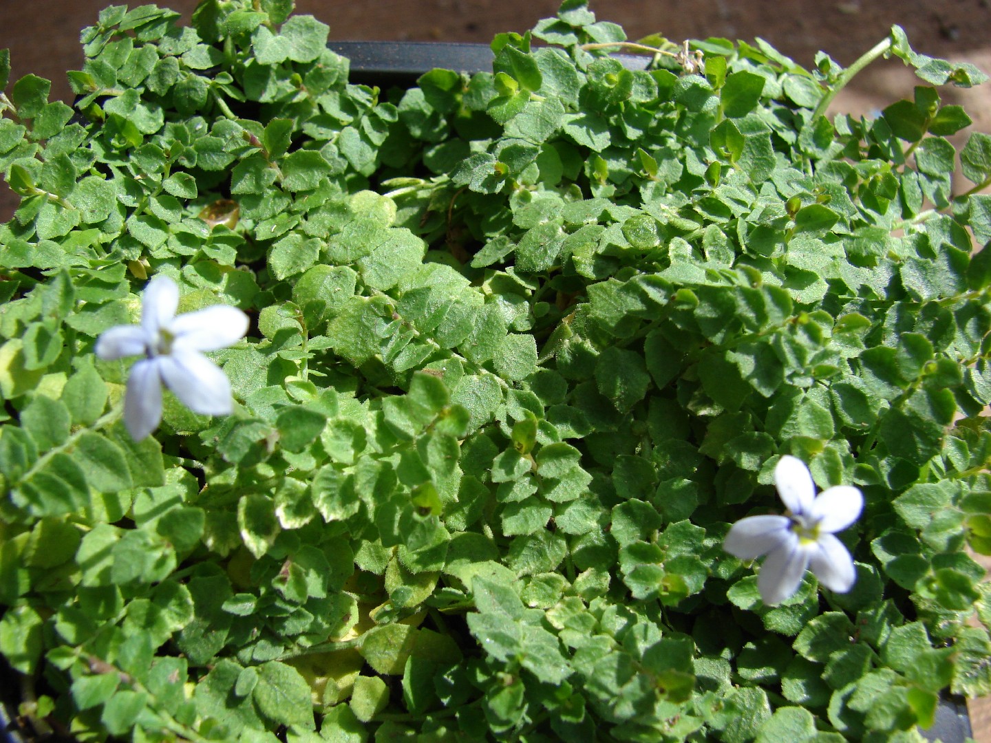 blue star creeper lawn