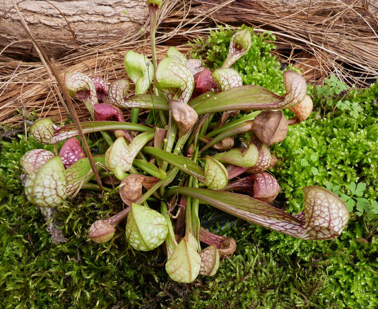 Sarracenia psittacina уход (почву, удобрение, обрезка) - PictureThis