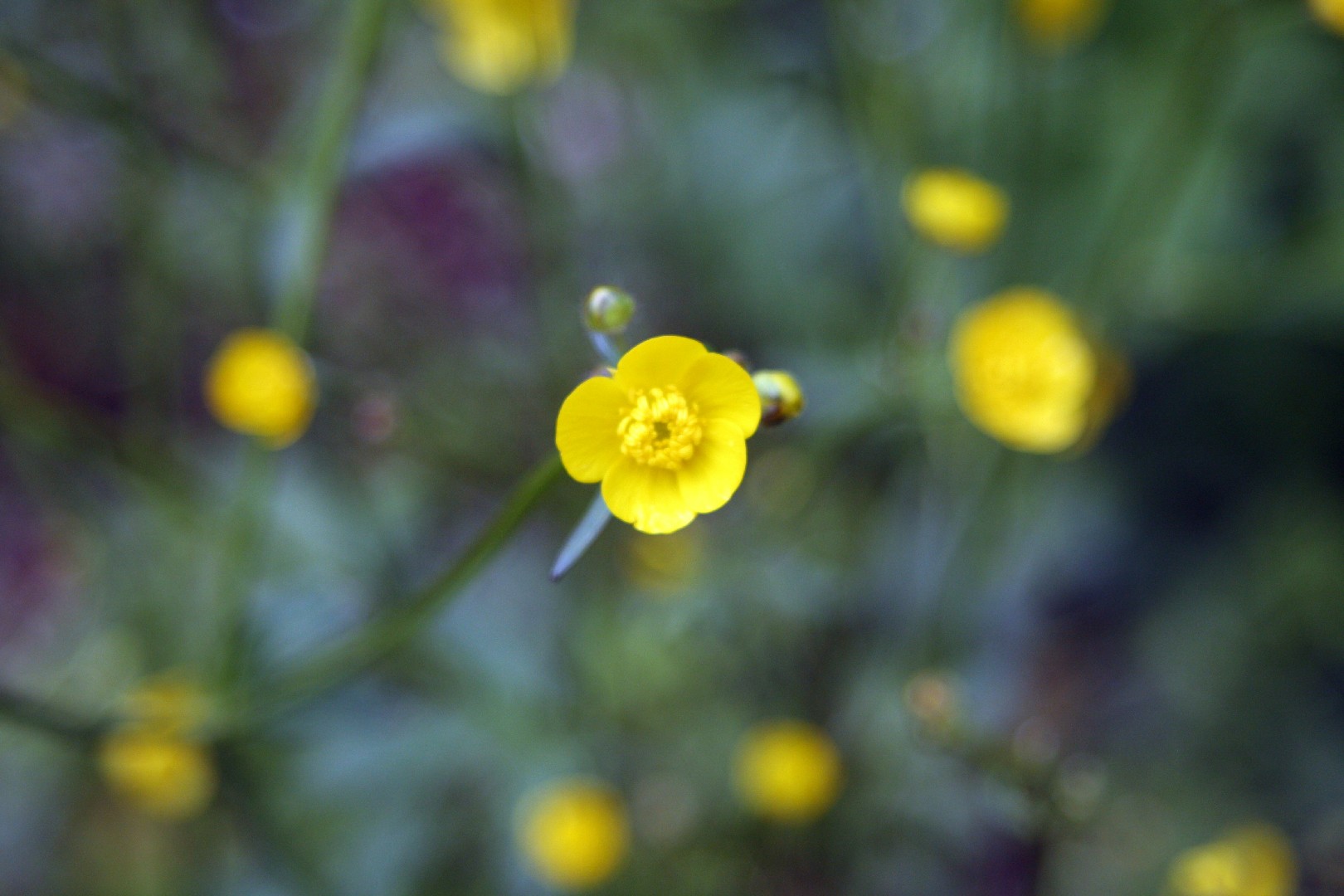 Ranunculus graminifolia