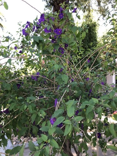 How to Plant and Grow Blue potato bush Lycianthes rantonnetii