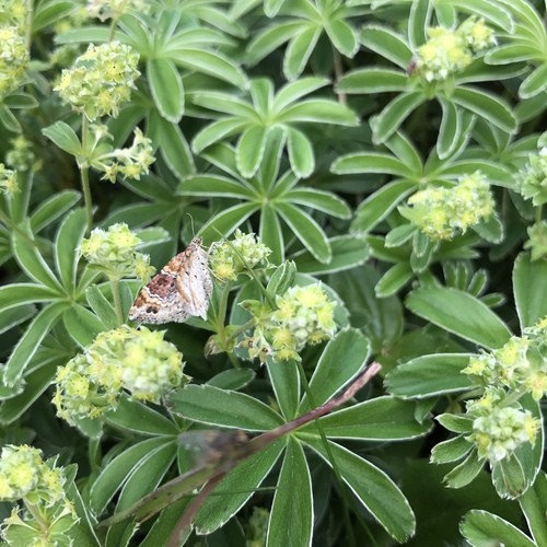 Манжетка Alchemilla epipsila