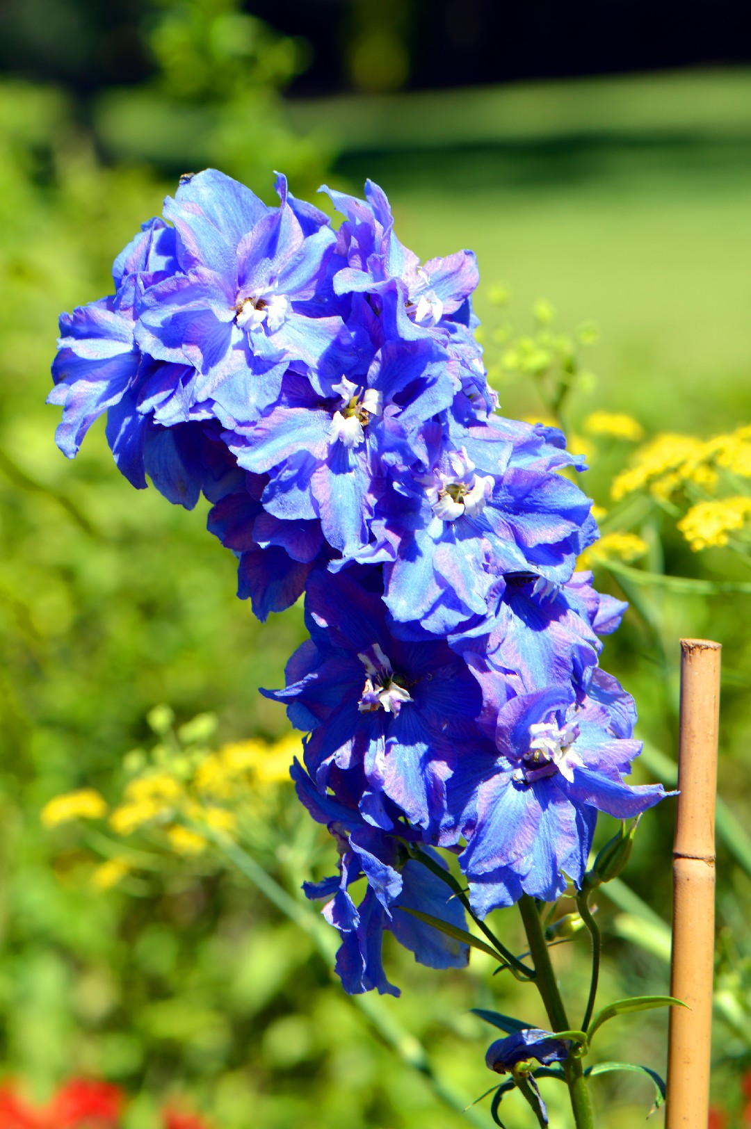 Cream Delphinium Larkspur  Dried Flowers at