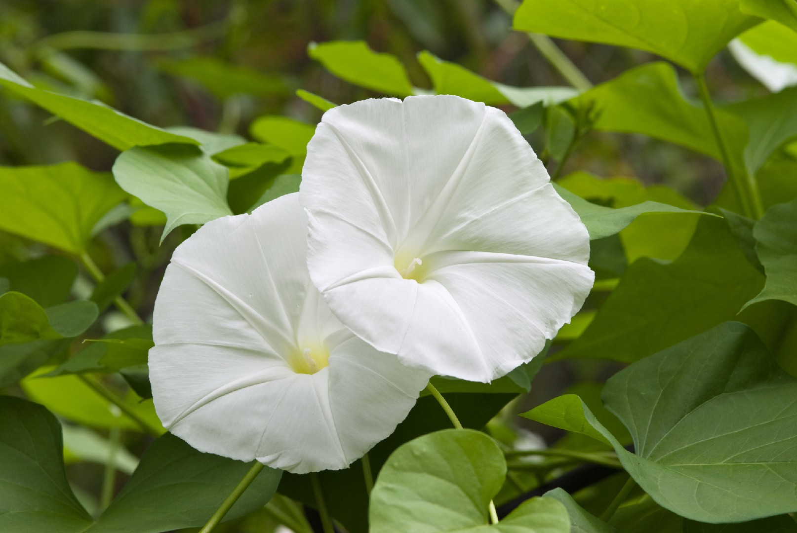 Ipomoea biflora уход (почву, удобрение, обрезка) - PictureThis