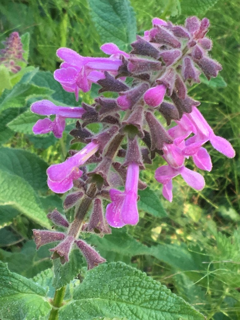 Coastal hedge-nettle (Stachys chamissonis) Flower, Leaf, Care, Uses ...