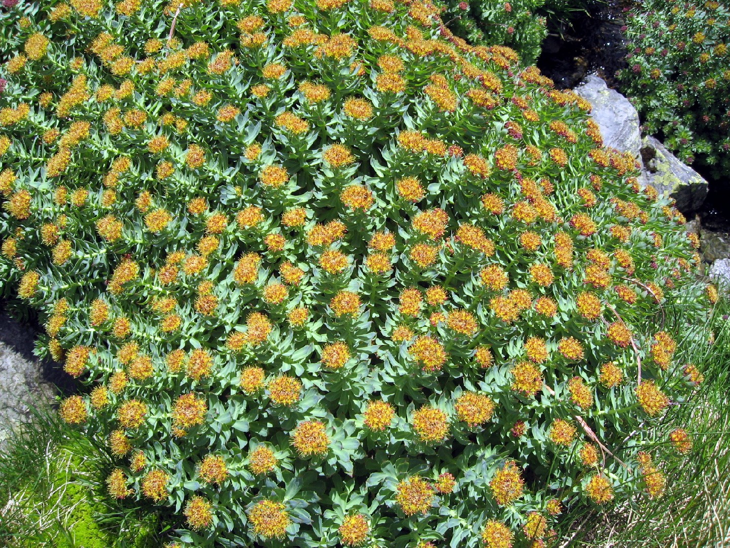 Родиола розовая (Sedum rosea) - PictureThis