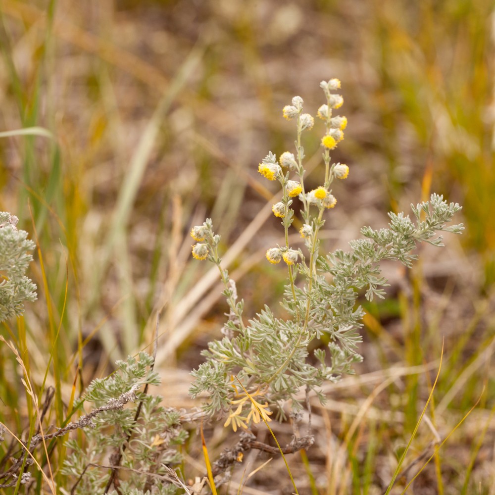 Artemisia frigida Willd. Полынь холодная