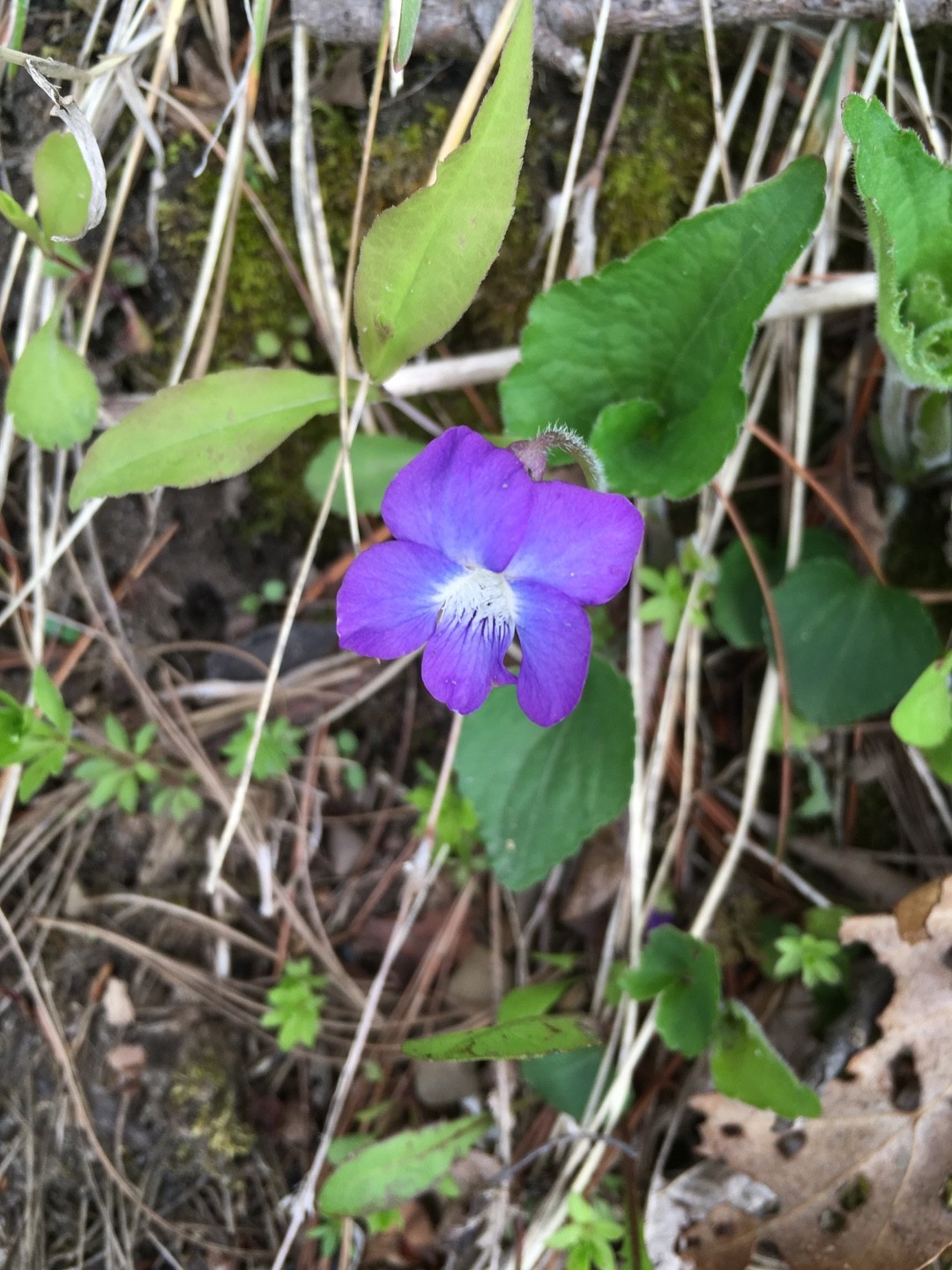 Viola sagittata - PictureThis