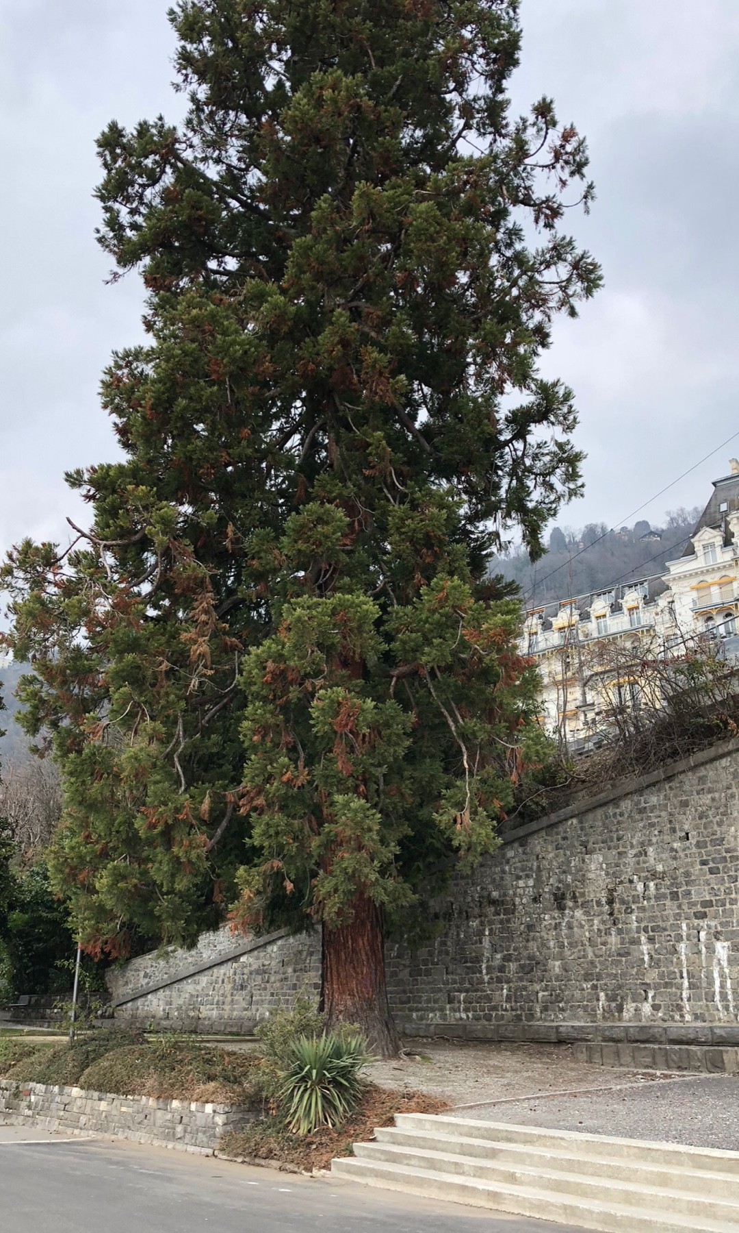 🍀 Juniperus monospermaの育て方と世話の仕方