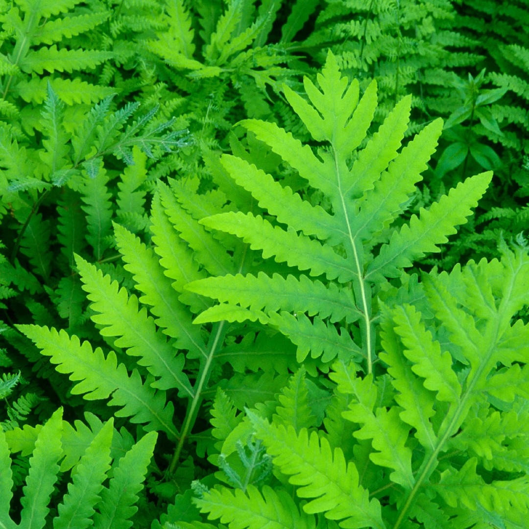 Sensitive ferns Care (Watering, Fertilize, Pruning, Propagation ...