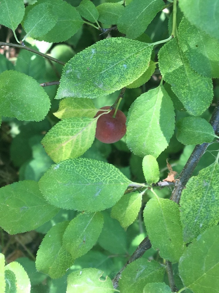 Pruno (Prunus)