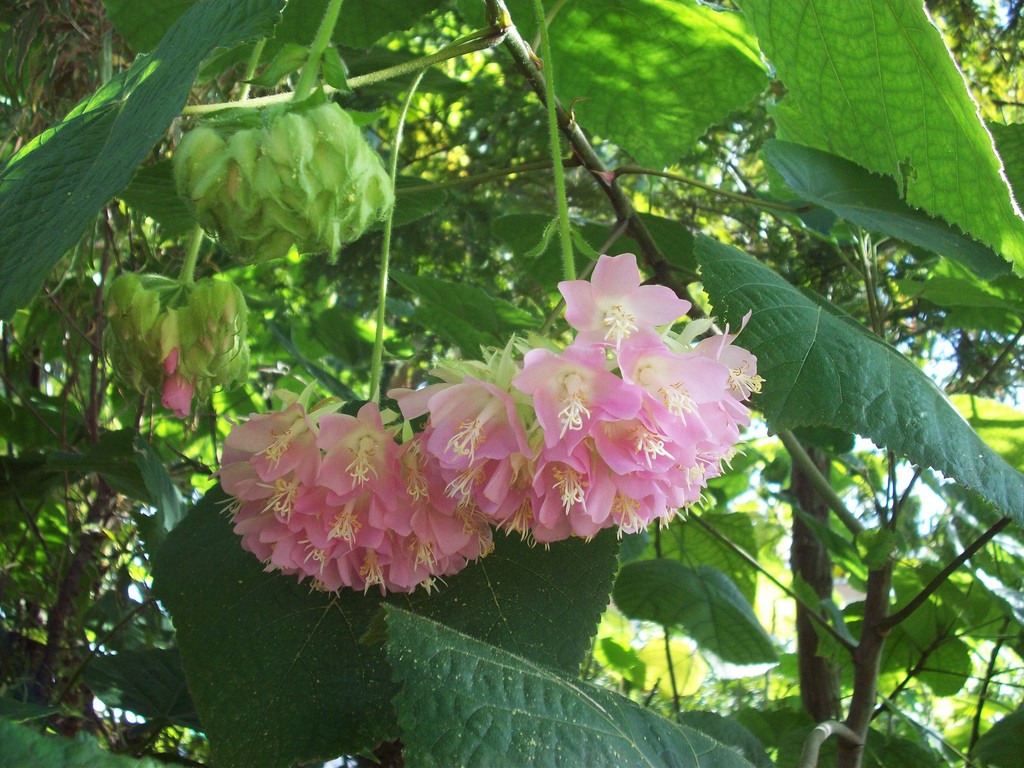 Dombeya wallichii - PictureThis