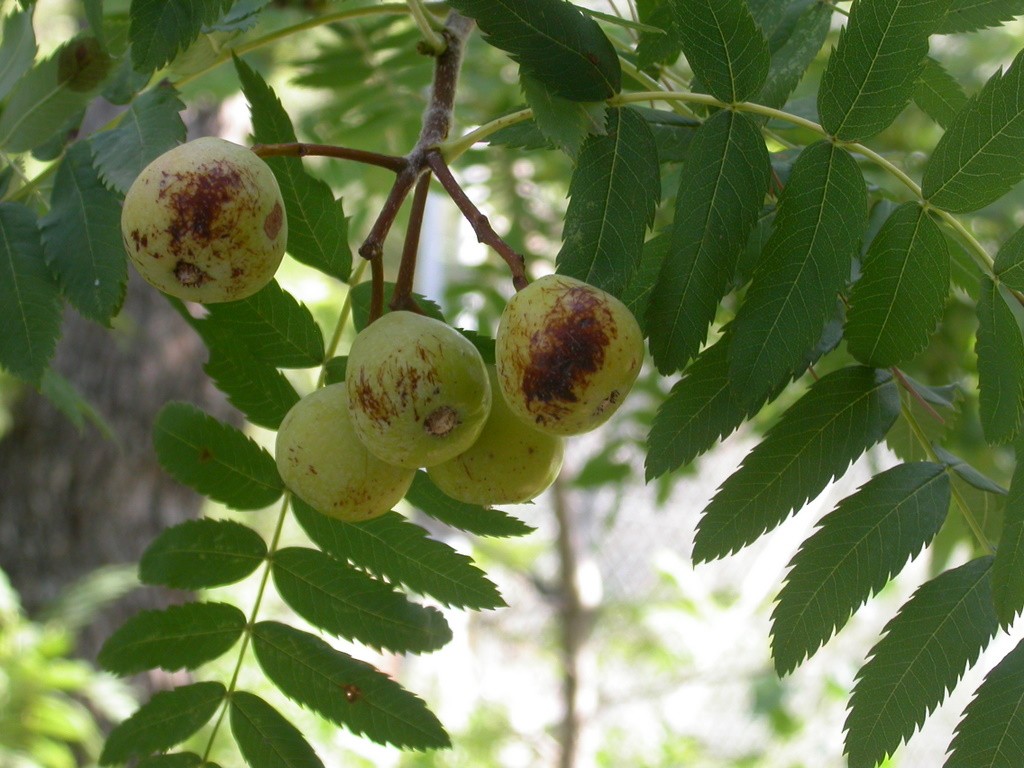 Рябина домашняя (Sorbus domestica) - PictureThis