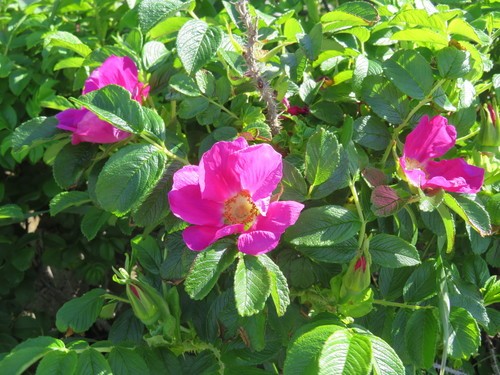 Beach Rose Buds - Dried Organic Flowers DIY Tea - Rosa rugosa