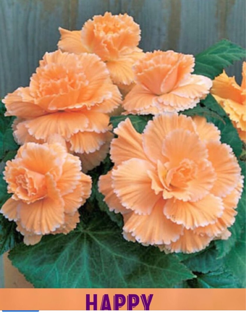 Begonias 'Picotee Lace Apricot' (Begonia tuberosa 'Picotee Lace Apricot')  Flower, Leaf, Care, Uses - PictureThis