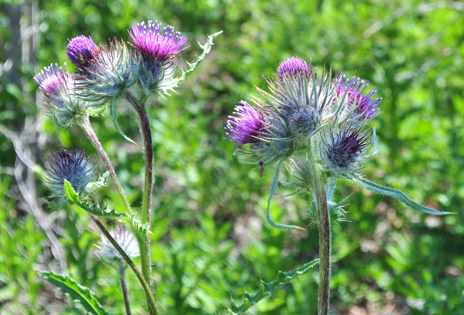 Бодяк японский (Cirsium japonicum) - PictureThis