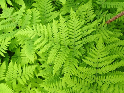 Pacific oakfern (Gymnocarpium disjunctum) Flower, Leaf, Care, Uses ...