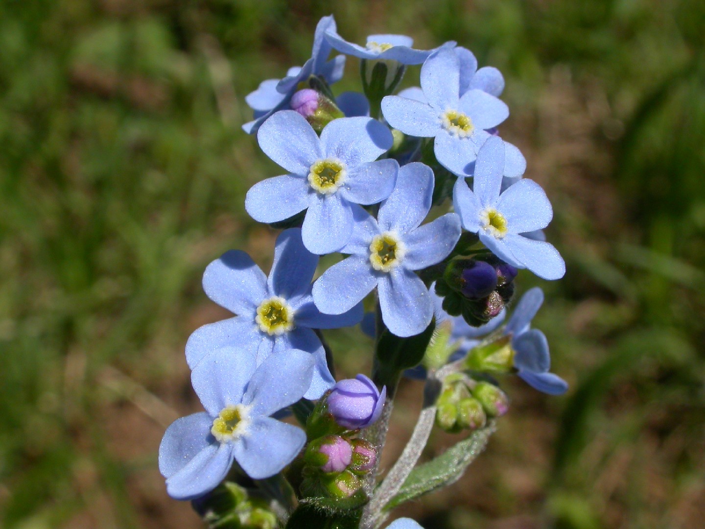 Hackelia floribunda - PictureThis