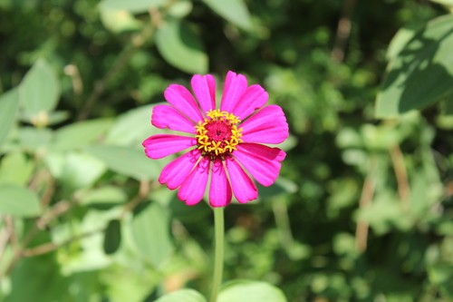 Common zinnia (Zinnia elegans) Flower, Leaf, Care, Uses - PictureThis