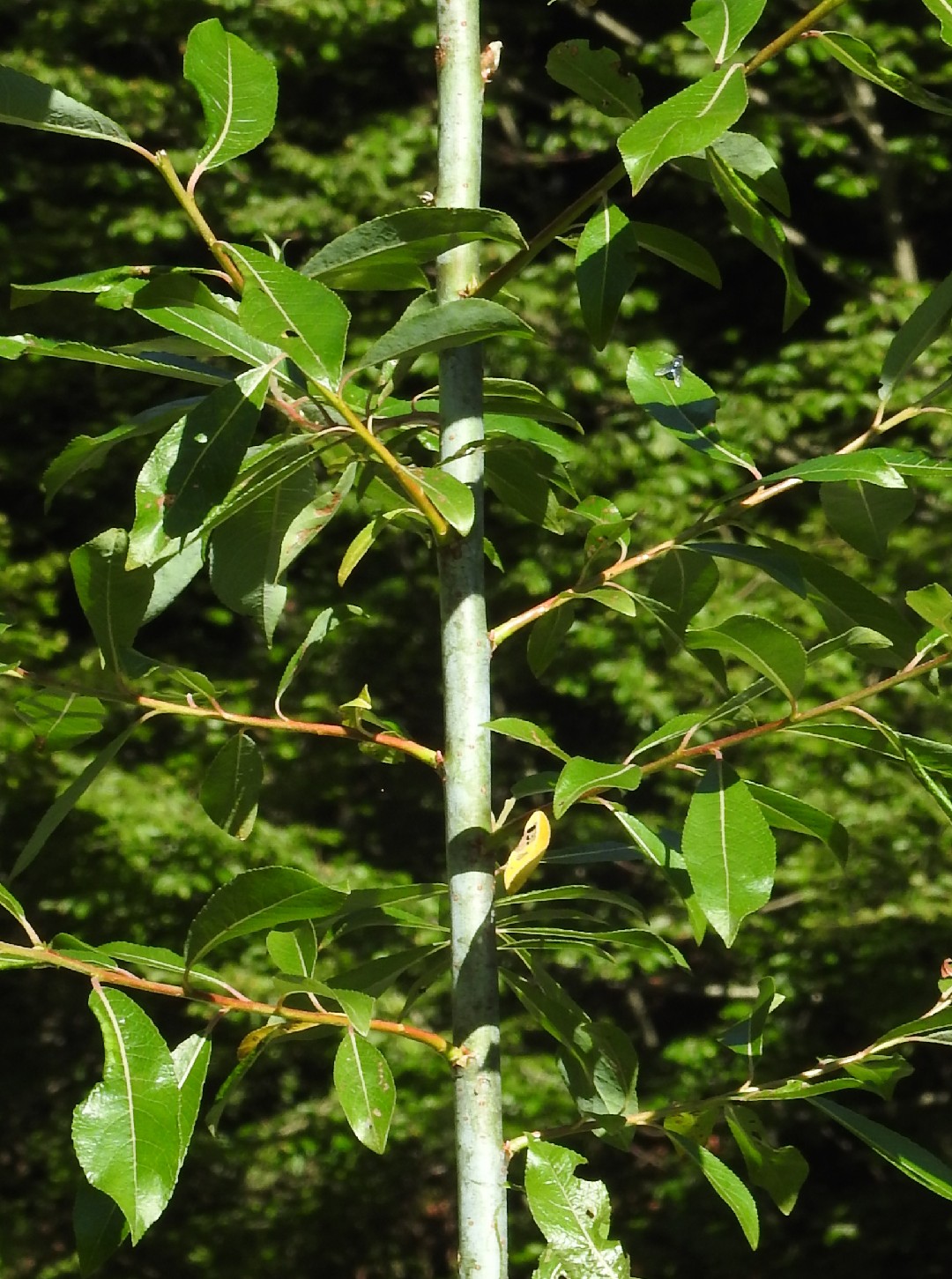 Ива волчниковая (Salix daphnoides) - PictureThis