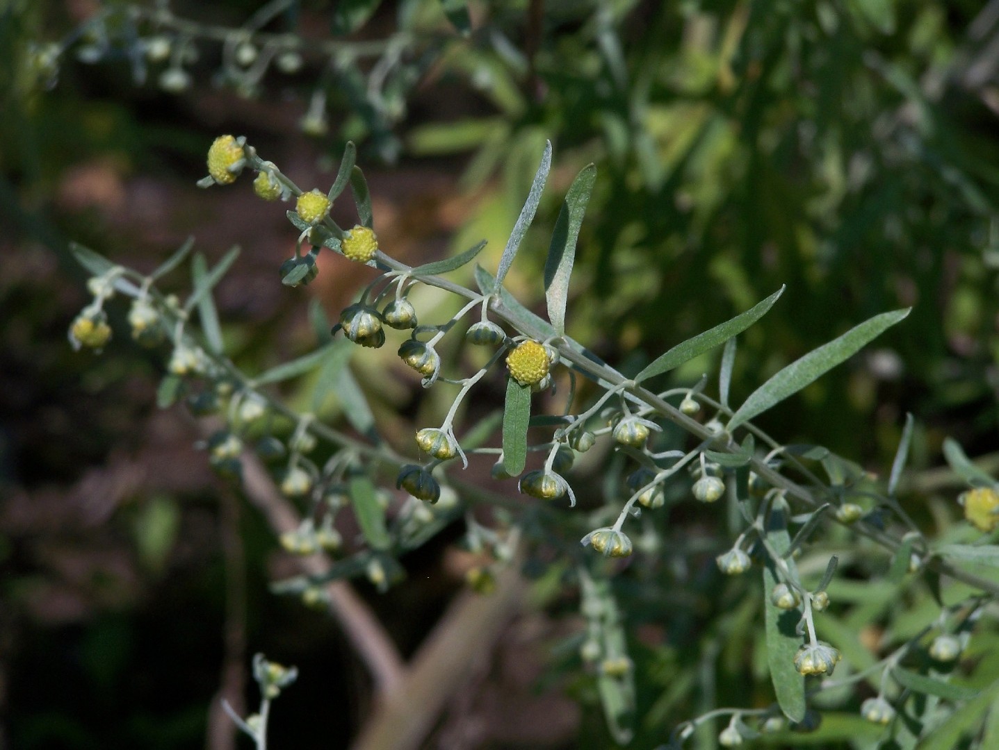 Полынь понтийская (Artemisia pontica) - PictureThis