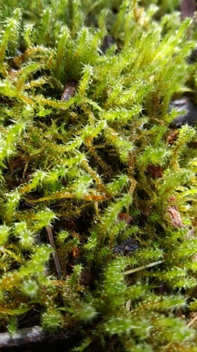 Rough Goose Neck Moss Plant Care: Water, Light, Nutrients