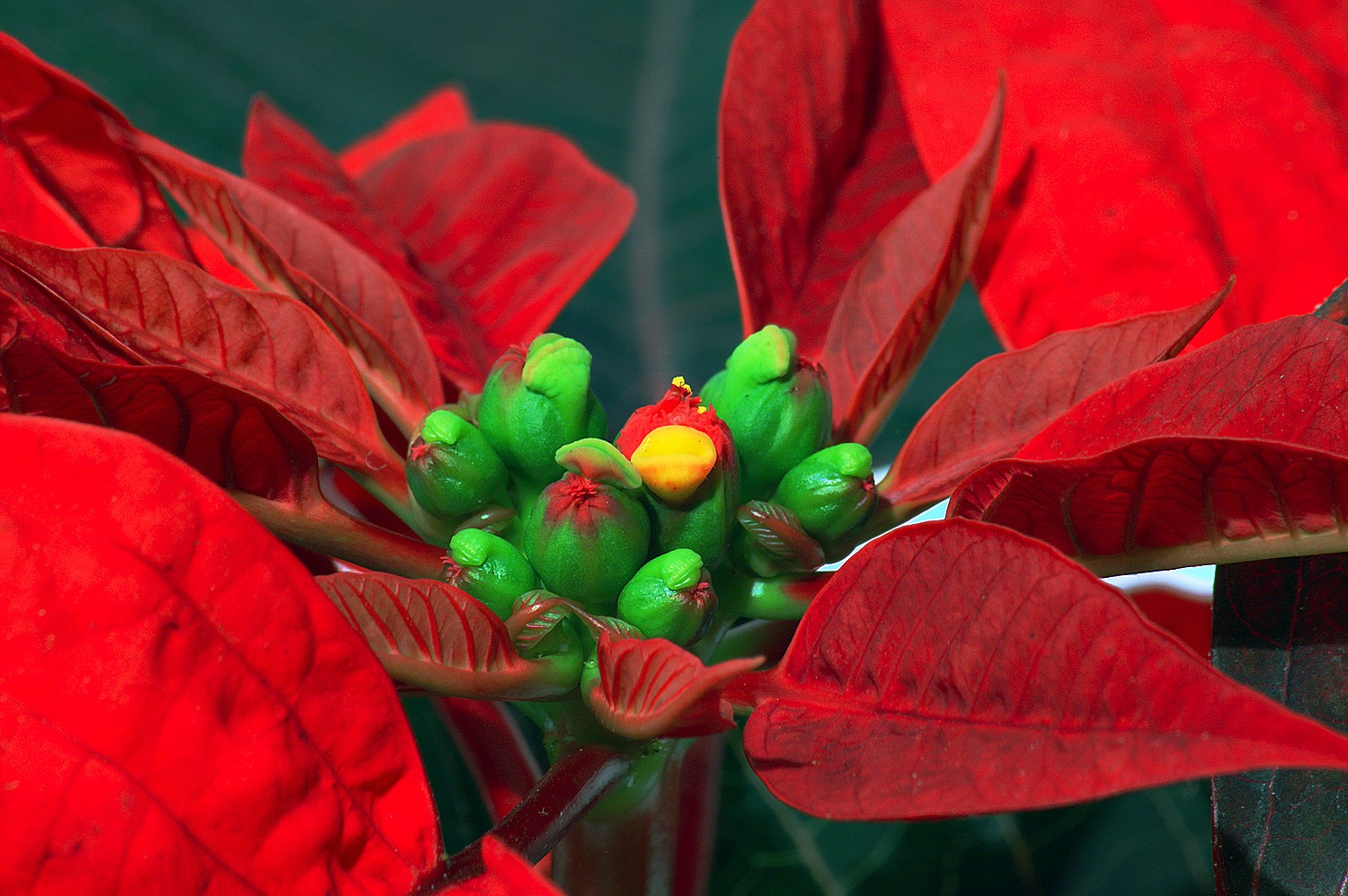 Euphorbia pulcherrima