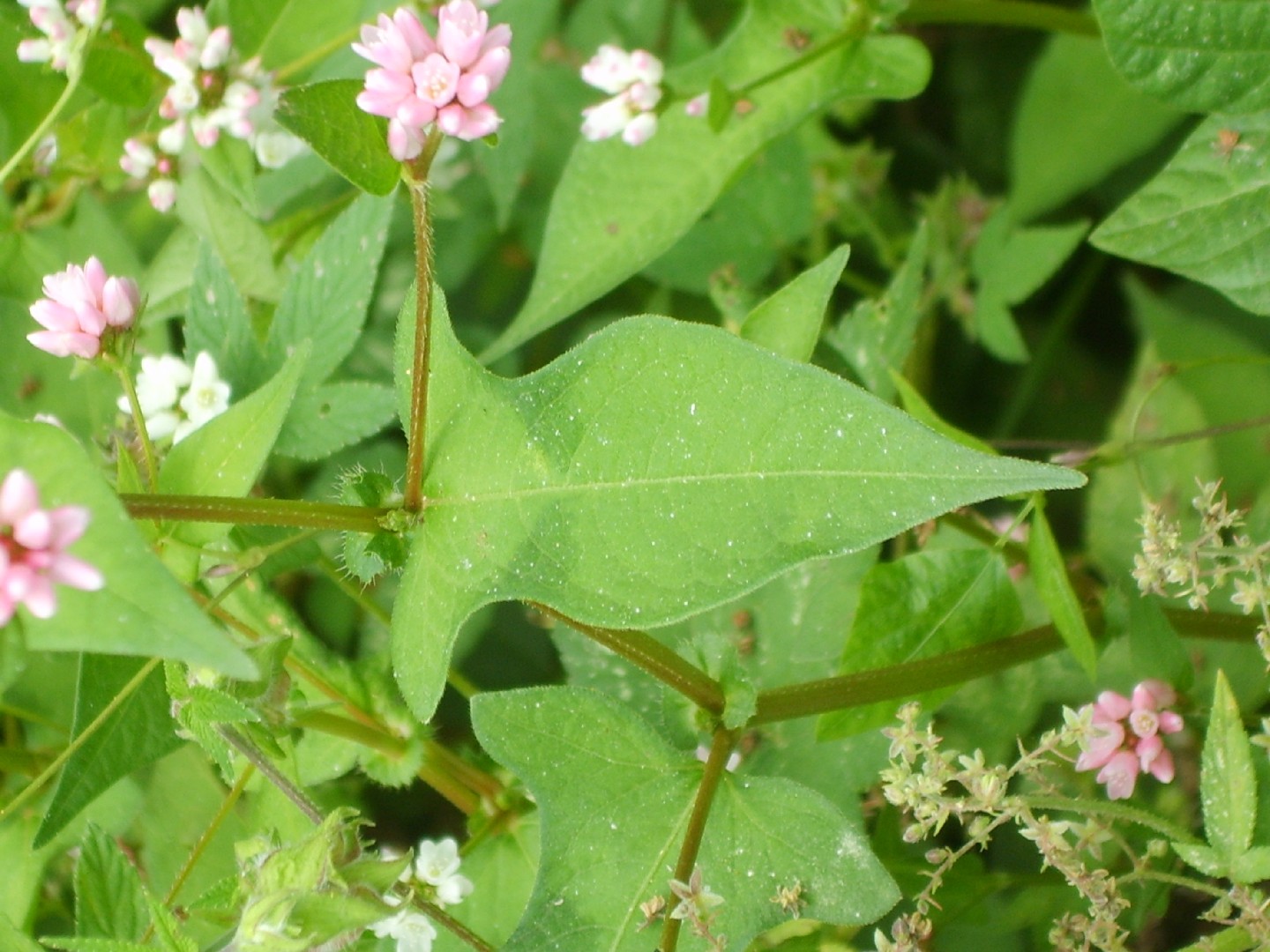 Persicaria thunbergii - PictureThis