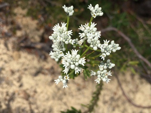 Conospermum longifolium - Wikipedia