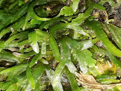 帶葉蘚屬 (Pallavicinia)