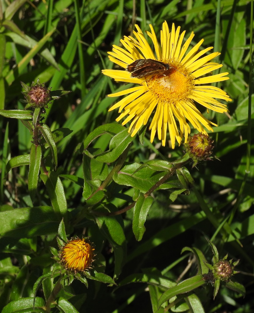 Девясил иволистный (Inula salicina) - PictureThis