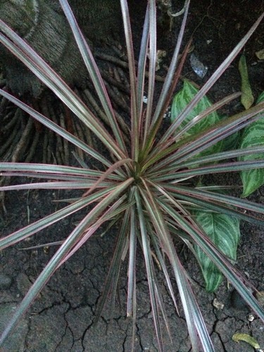 ベニフクリンセンネンボク (Dracaena reflexa var. angustifolia) 花言葉，毒性，よくある質問 -  PictureThis