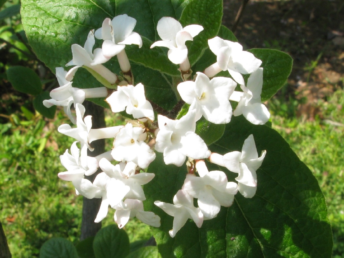 Калина Карльса (Viburnum carlesii) - PictureThis